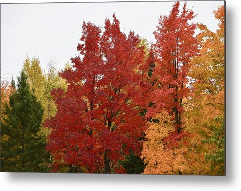 Maple. Red. Tree Metal Print featuring the photograph Maple Steals The Show by Hella Buchheim