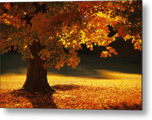 Scenics Metal Print featuring the photograph Maple Tree , Bennington , Vermont by Comstock