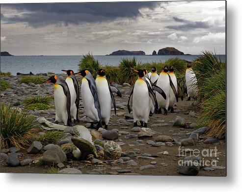 Penguin Metal Print featuring the photograph King Penguins Walking on Beach at South Georgia Island by Tom Schwabel