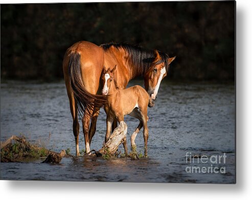 Horse Metal Print featuring the photograph Mare and Foal at the River by Lisa Manifold