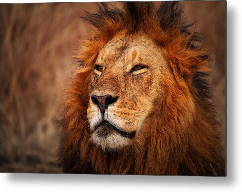 Lion Metal Print featuring the photograph Maridadi by Mohammed Alnaser