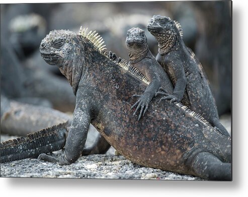 Animal Metal Print featuring the photograph Marine Iguana And Juveniles Basking by Tui De Roy