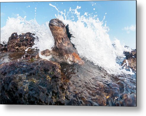Animals Metal Print featuring the photograph Marine Iguana And Wave, Academy Bay by Tui De Roy