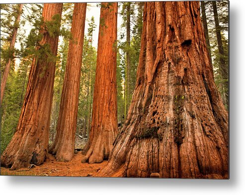 Sequoia Tree Metal Print featuring the photograph Mariposa Grove Trees by Pgiam