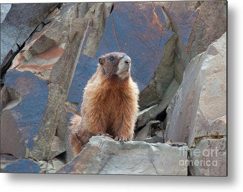 Colorado Metal Print featuring the photograph Marmot Lookout by Julia McHugh