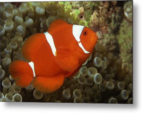 Underwater Metal Print featuring the photograph Maroon Clownfish With Sea Anemone by Comstock