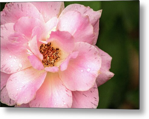 Flower Metal Print featuring the photograph Maryland Pink Rose by Don Johnson