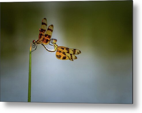 Nature Metal Print featuring the photograph Mating Dragonflies by Joe Leone