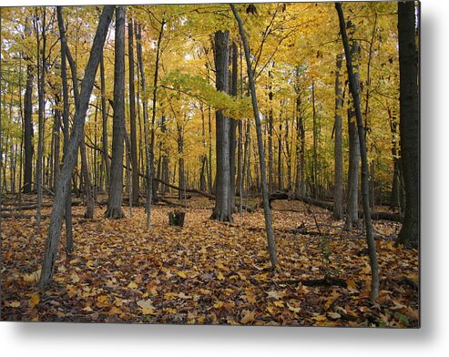 Merwin Transition Metal Print featuring the photograph Merwin Transition by Dylan Punke