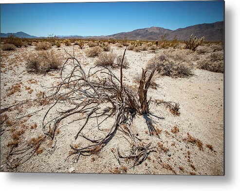 Anza-borrego Desert State Park Metal Print featuring the photograph Mesquite in the Desert Sun by Mark Duehmig
