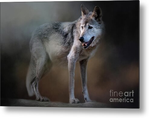 Cincinnati Zoo Metal Print featuring the photograph Mexican Wolf by Ed Taylor