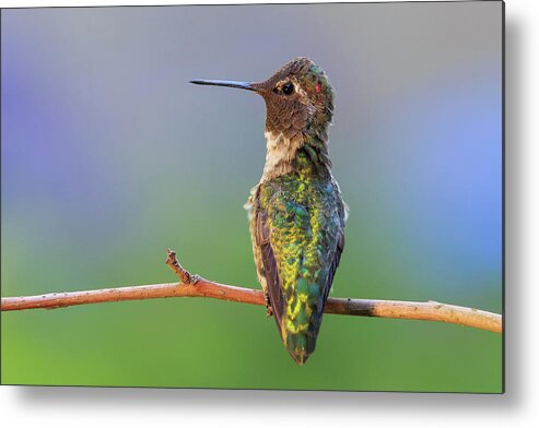 Animal Metal Print featuring the photograph Midsummer Night's Dream V - Male Anna's Hummingbird by Briand Sanderson
