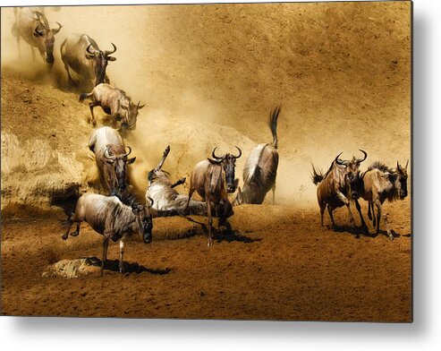 Tanzania Metal Print featuring the photograph Migration Frenzy by Ali Khataw