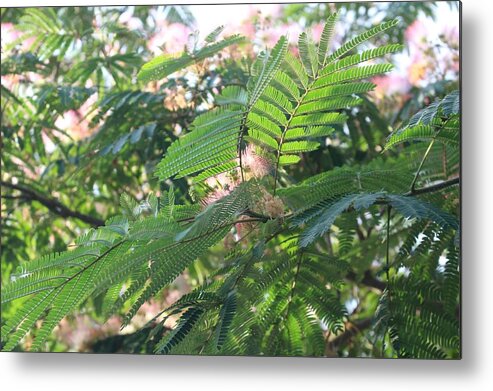 Mimosa Tree Metal Print featuring the photograph Mimosa Tree Blooms and Fronds by Christopher Lotito
