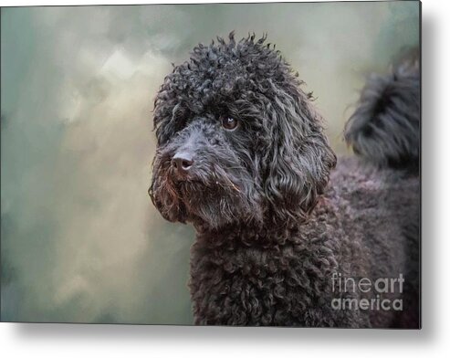 Miniature Poodle Metal Print featuring the photograph Miniature Poodle by Eva Lechner