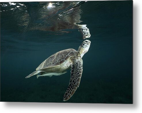 Miror
Reflection
Underwater
Nature
Reptile
Wildlife
Ocean
Lagoon
Green Turtle Metal Print featuring the photograph Miror Miror by Serge Melesan