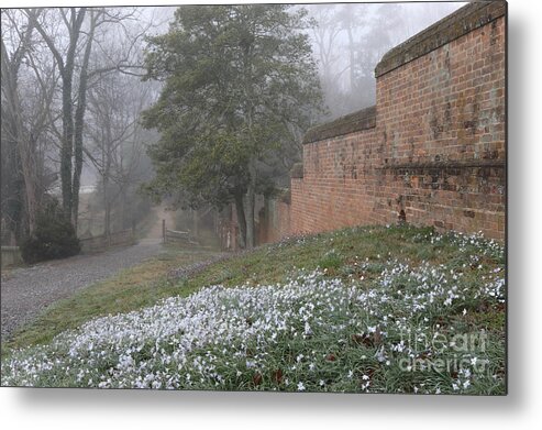 Governor's Palace Metal Print featuring the photograph Misty Path and Starflowers by Rachel Morrison