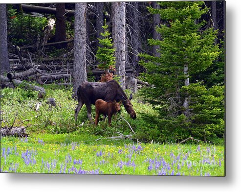 Moose Metal Print featuring the photograph Mom and Baby by Dorrene BrownButterfield