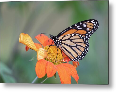 Monarch Butterfly Metal Print featuring the photograph Monarch 2018-30 by Thomas Young