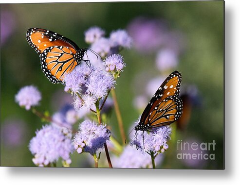 Butterfly Metal Print featuring the photograph Monarch Delight by Lisa Manifold