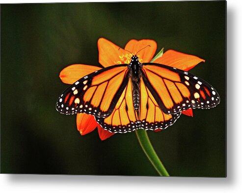 Monarch Metal Print featuring the photograph Monarch With Wings Wide Open by Debbie Oppermann