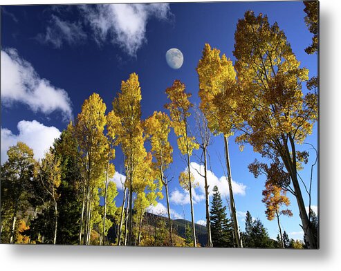 Aspen Metal Print featuring the photograph Moon Above Aspens by Candy Brenton