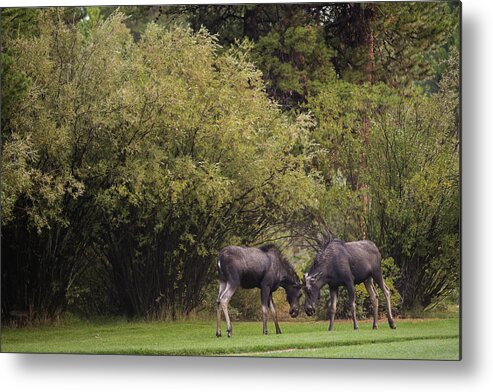 Young Moose At Play Metal Print featuring the photograph Moose at play by Julieta Belmont