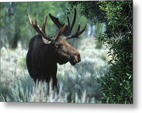 Grass Family Metal Print featuring the photograph Moose Backlit By Early Wyoming Light by Gomezdavid