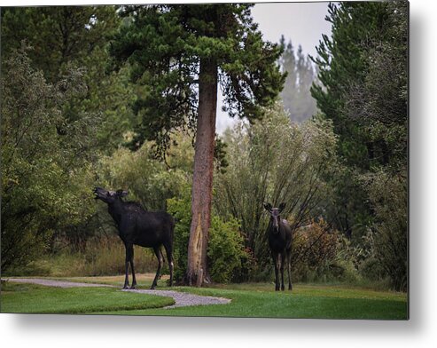 Moose Eating Metal Print featuring the photograph Moose in my back yard by Julieta Belmont