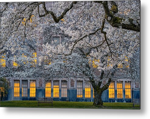 Morning Metal Print featuring the photograph Morning At University Of Washington by Lydia Jacobs