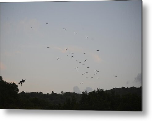 Brown Pelican Metal Print featuring the photograph Morning Flock Rise by Climate Change VI - Sales
