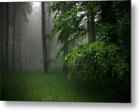 Morning Forest Metal Print featuring the photograph Morning Forest by Irmawarth