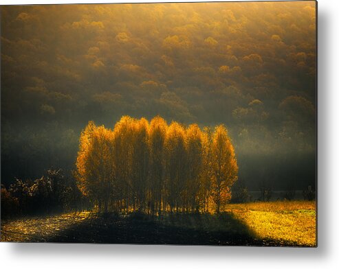 Morning Metal Print featuring the photograph Morning Light by Anghel Rusu