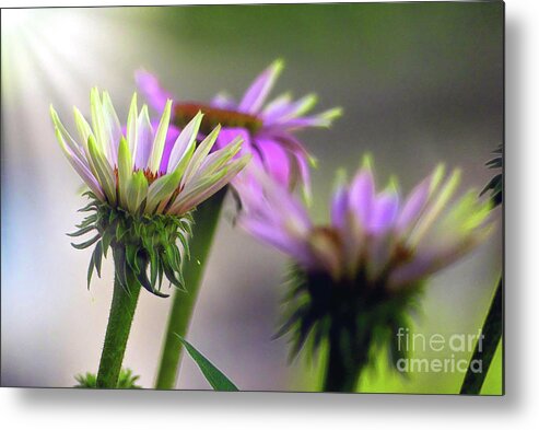 Coneflower Metal Print featuring the photograph Morning Sun on Pink Coneflowers by Amy Dundon
