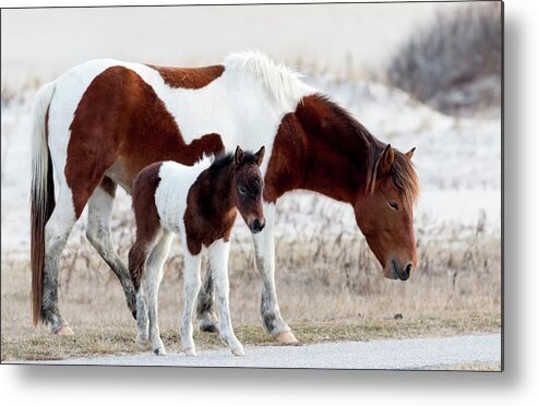 Assateague Island Metal Print featuring the photograph Mother and daughter by Ken Fullerton