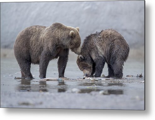 Bear Metal Print featuring the photograph Mother's Kiss by Roshkumar