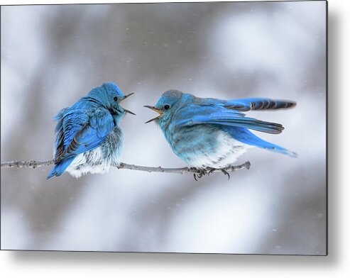 Blue Metal Print featuring the photograph Mountain Bluebirds on a Snowy Day by Gary Kochel