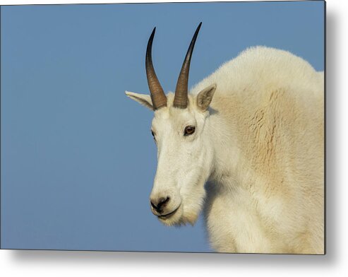 Billy Metal Print featuring the photograph Mountain Goat Billy by Ken Archer