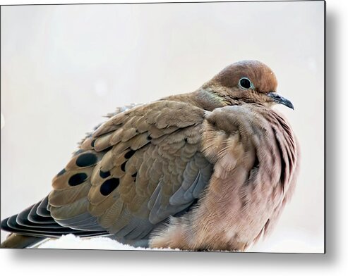 Mourning Dove Metal Print featuring the photograph Mourning Dove in Winter by Peggy Collins