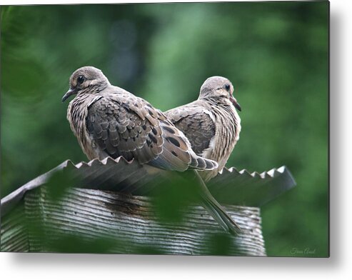 Birds Metal Print featuring the photograph Mourning Meditation by Trina Ansel