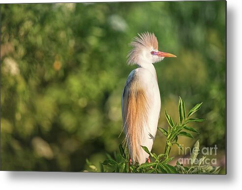Cattle Egret Metal Print featuring the photograph Mr. Sunshine by Mary Lou Chmura