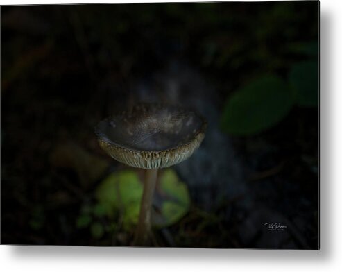 Fall Metal Print featuring the photograph Mushroom Web by Bill Posner