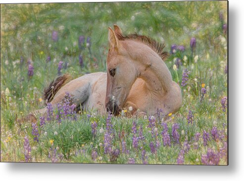 Wild Mustangs Metal Print featuring the photograph Wild Mustang Foal in the Wildflowers by Marcy Wielfaert