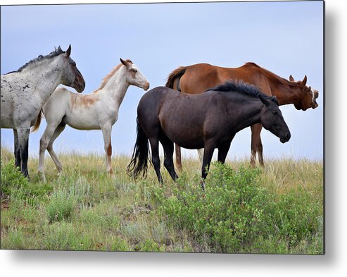 Mustangs Of The Badlands-1597 Metal Print featuring the photograph Mustangs Of The Badlands-1597 by Gordon Semmens
