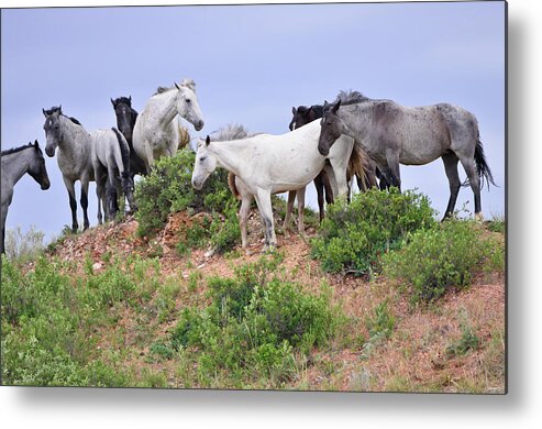 Mustangs Of The Badlands-1636 Metal Print featuring the photograph Mustangs Of The Badlands-1636 by Gordon Semmens