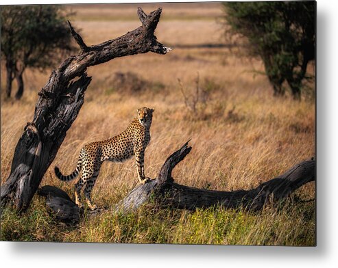 Cheetah Metal Print featuring the photograph My Pose by Mohammed Alnaser