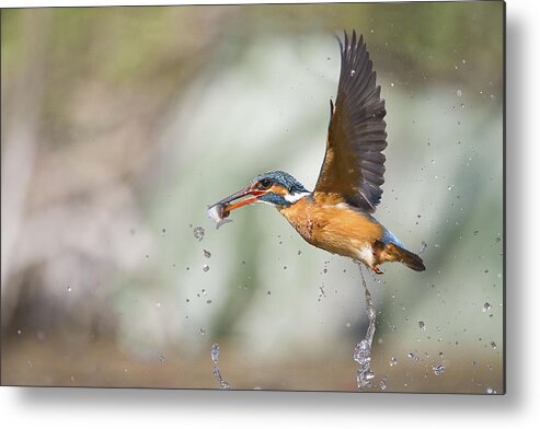 Kingfisher Metal Print featuring the photograph My Queen by Marco Redaelli