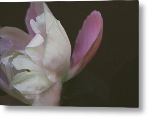 Floralart Metal Print featuring the photograph Mystic Flower by The Art Of Marilyn Ridoutt-Greene