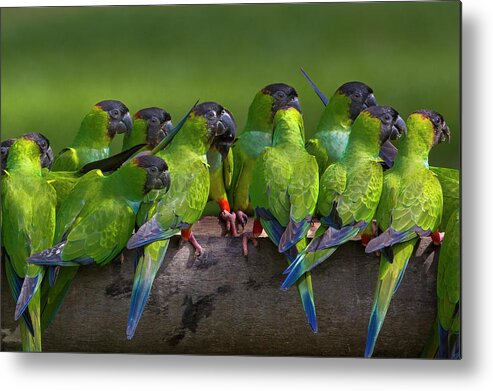 Vertebrate Metal Print featuring the photograph Nanday Parakeets Perched In A Row In by Mint Images - Art Wolfe