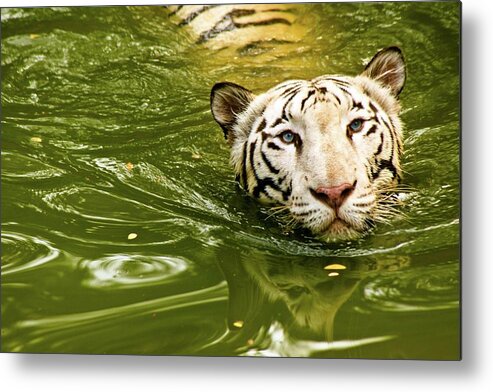 Animal Themes Metal Print featuring the photograph National Animal by This Is Captured By Sandeep Skphotographys@gmail.com